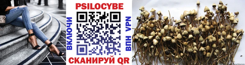 Купить  Бутурлиновка  Псилоцибиновые грибы Cubensis 